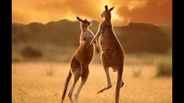 Австралия смотреть онлайн