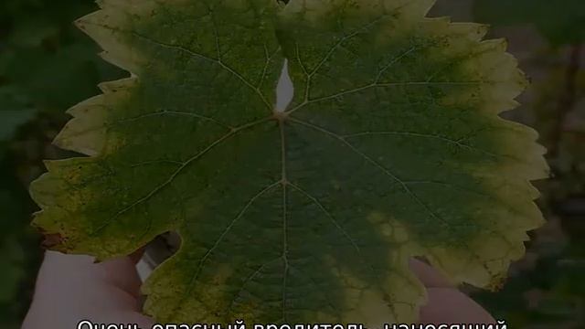 На листьях винограда коричневые пятна смотреть онлайн