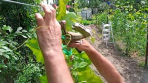 Как подвязать виноград. Степлер для подвязки винограда (Тапенер).