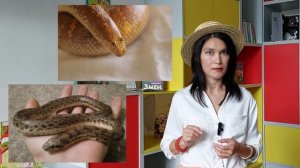 Детям о животных: Змеи