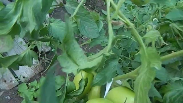 Томат Скатерть самобранка. смотреть онлайн