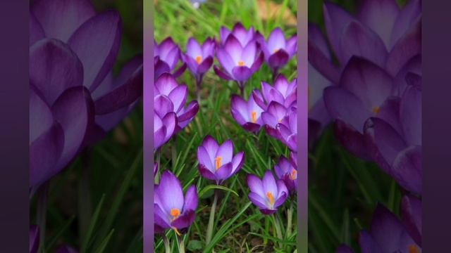 Роздуми над Словом Божим 12.04.21 кн.пр.Ісаї 37:33-38:6; кн.Буття 13:12-18; кн.При-ок 14:27-15:4 смотреть онлайн