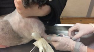 Взятие Анализа Крови у Собаки