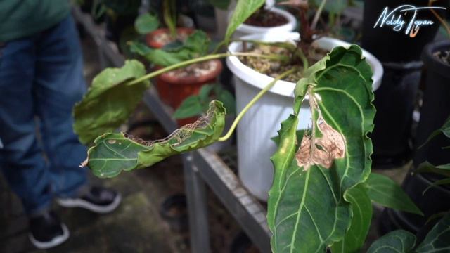 Anthurium Seri Klasik Koleksi BB Aroid смотреть онлайн