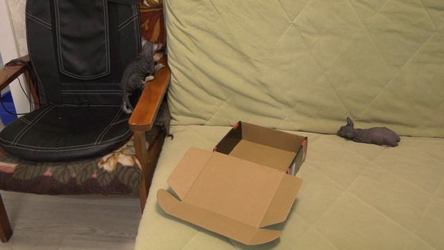 Котята и коробка. Для чего коту хвост. Kittens and box. What do the cat's tail смотреть онлайн
