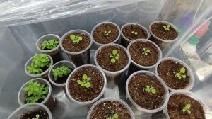 Петуния после всходов. Петуния не растет. Петуния первая подкормка. Пикировка петунии. Перевалка.