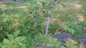 Обзор сорта ежевики Гай!!