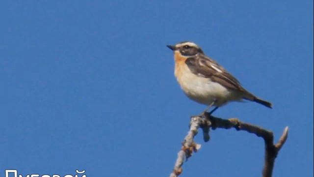 Птицы. Фотографии В.Н. Веселовой смотреть онлайн