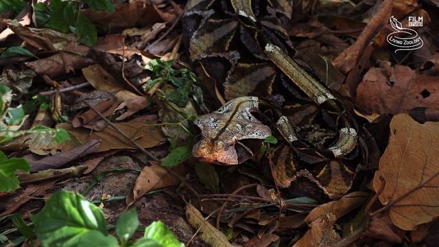 Deadly venomous Gaboon viper (Bitis gabonica) kills mice in the African rainforest, snake hunt смотреть онлайн
