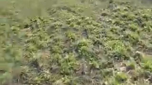 люцерна весной. что посеять на сено смотреть онлайн