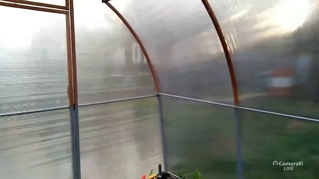 Рассаживаю цинии по стаканчики, посаженные петуньи в кашпо. смотреть онлайн