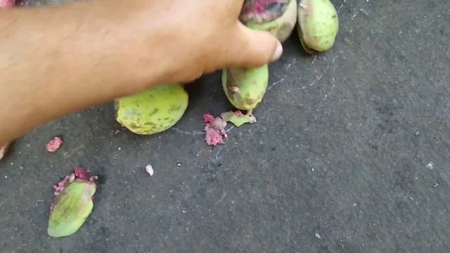 Huge Tropical Almond Harvest (Terminalia Catappa) In Tenerife