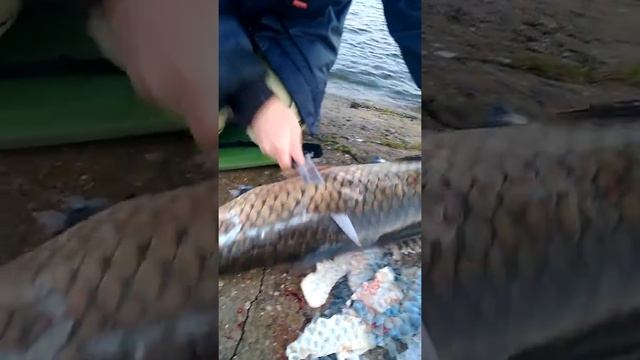 Чистка рыбы от чешуи