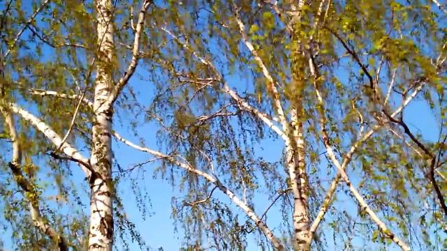 Березы на сильном ветру, 2014 25 апреля. Birch trees in a strong wind смотреть онлайн