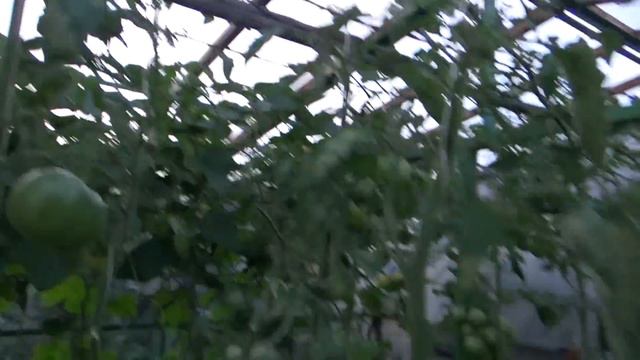 Томаты от. гр. и в теплице к 11 августа. смотреть онлайн