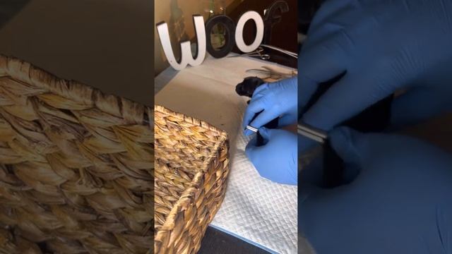 Removing Dew Claws and Tail Docking Miniature Schnauzer(Graphic) @FUR BABY US смотреть онлайн