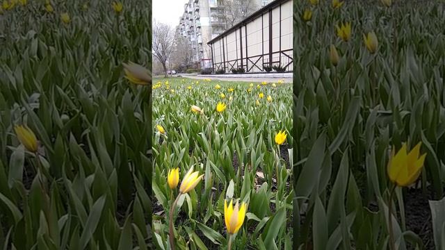Дикорастущие тюльпаны в городе, 13 апреля 2019 смотреть онлайн