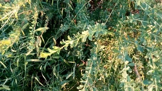 Интересный кустарничек в степи Волгоград Interesting shrub in the Volgograd steppe 伏尔加格勒草原有趣的灌木 смотреть онлайн