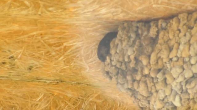 Городская ласточка (Delichon urbicum) в гнезде под козырьком сельской остановки смотреть онлайн