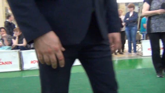 110 Моно пуделей 27.04.2019. Екатеринбург. смотреть онлайн