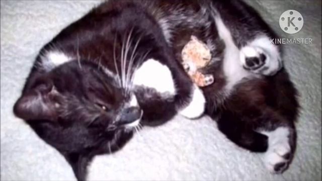 Совсем крошечный котёнок за год превратился в огромного кота и сильно удивил своих хозяев смотреть онлайн