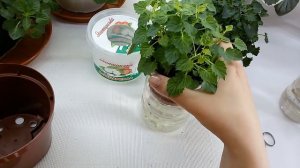 Фитильный полив для кампанул