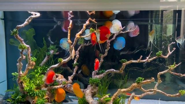 Аквариум с дискусами и скаляриями от Phạm Quân смотреть онлайн
