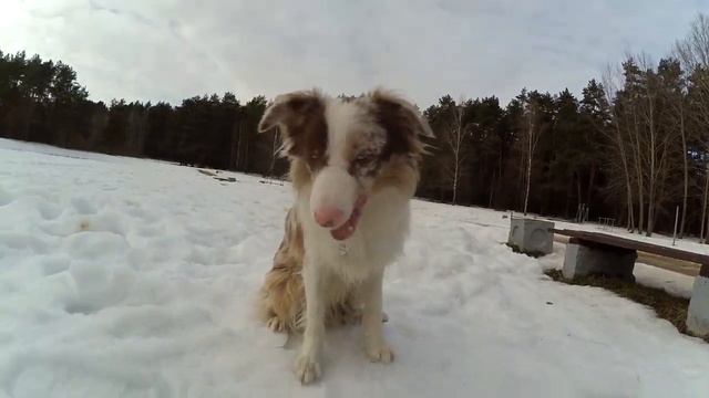 Команда СТЫДНО | Трюк | Дрессировка собак смотреть онлайн