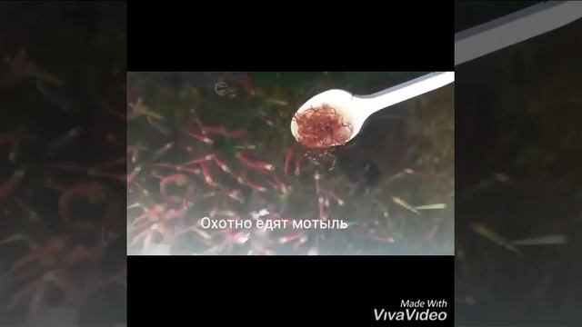 Разведение Тернеции Glofish