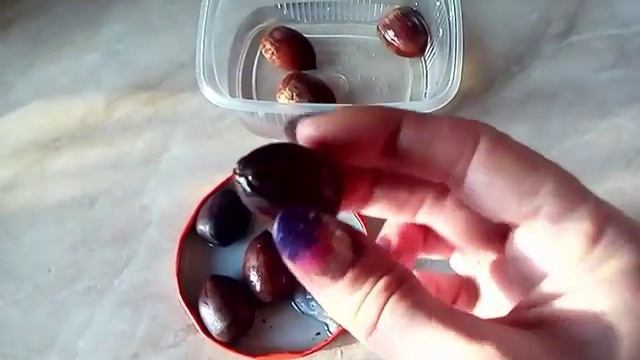 Как вырастить Дуб из желудя Размножение Проращивание Уход How to grow an oak from an acorn смотреть онлайн