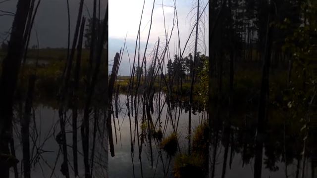 Ловля карася на болоте смотреть онлайн