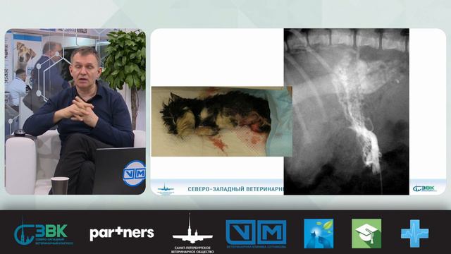 Как лечить асцит у кошек и собак смотреть онлайн