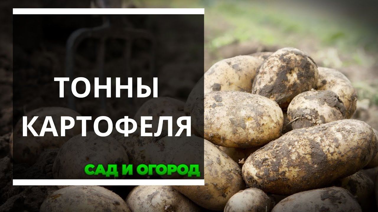 Рассказываю как и чем каждую осень удобряю землю под посадку картофеля чтобы собирать тонны качест