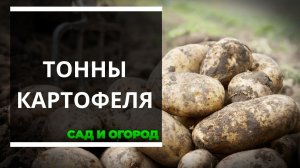 Рассказываю, как и чем каждую осень удобряю землю под посадку картофеля, чтобы собирать тонны качест