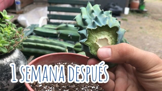 Myrtillocactus Geometrizans Crestado | REPRODUCCIÓN | Muy FÁCIL