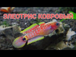 ЭЛЕОТРИС КОВРОВЫЙ. СОДЕРЖАНИЕ В АКВАРИУМЕ И РАЗМНОЖЕНИЕ