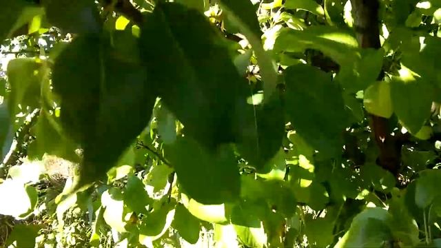 Сорт груши"Золотоворотская" смотреть онлайн