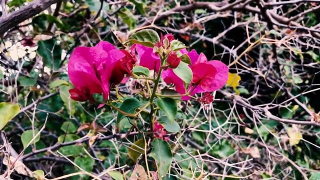 Bougainvillea 'San Diego Red' - the most vigorous and cold tolerant of all Bougainvillea varieties. смотреть онлайн