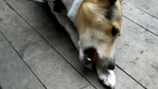 Собака грызет морковку смотреть онлайн