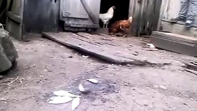Курицу кормим рыбой смотреть онлайн