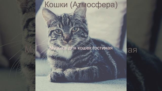 Впечатление (Спящие кошки) смотреть онлайн