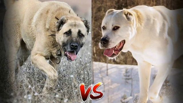 кангал против алабая кто победит?🐶🐩💖💞🤍❤️🧡💛💜💙💚 смотреть онлайн
