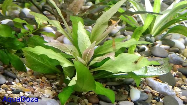 Гигрофила коримбоза "Компакт". Гигрофила лимонник карликовый. смотреть онлайн