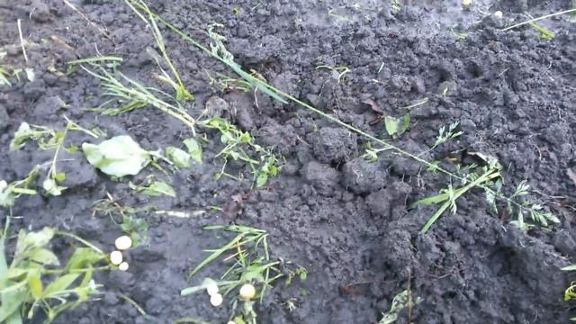 Посадка гороха в грунт. смотреть онлайн