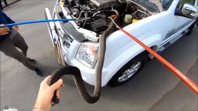 Эти Животные ЗВАЛИ на ПОМОЩЬ! Попробуй НЕ ЗАПЛАКАТЬ и Спасение животных!(3) смотреть онлайн