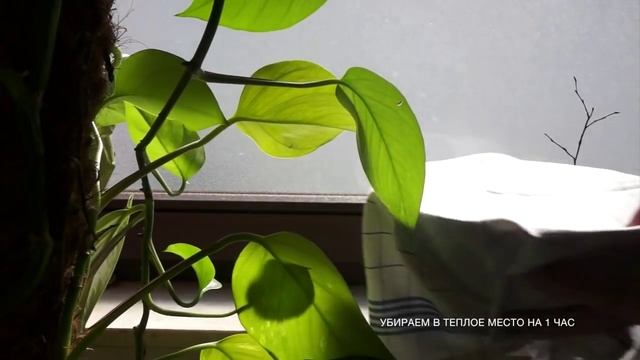 Индийский хлеб Наан смотреть онлайн