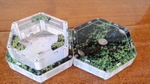 Моя муравьиная ферма