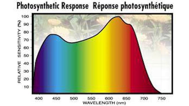 Фитолампы для растений. Теория смотреть онлайн
