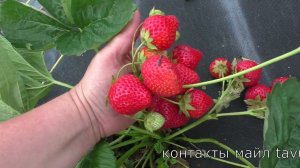 АНИЯ ремонтантный сорт