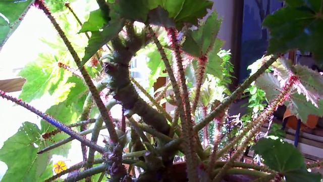 Begonia Immense
